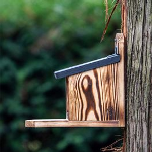 Squirrel Feeder Victoria