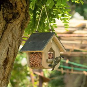 National Trust Jupiter Peanut Feeder