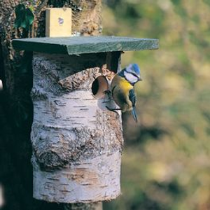 National Trust Nest Box 32mm Birch Log