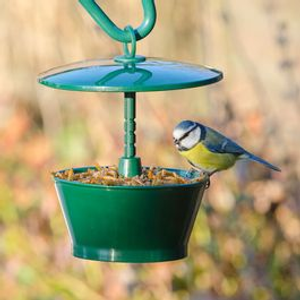 Mealworm Feeder + FREE Mealworms Starter Bundle