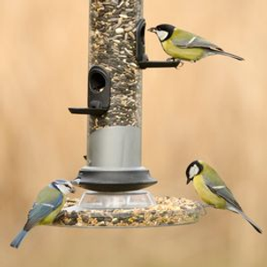 Standard Bird Seed Catcher Tray