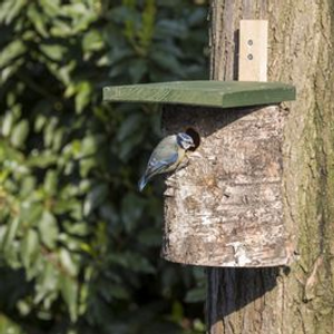 National Trust Nest Box 28mm Birch Log