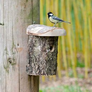 Stockholm Birch Nest Box 32mm