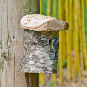Stockholm Birch Nest Box 28mm