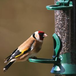 Nyjer Feeder + FREE Nyjer Seed Starter Bundle