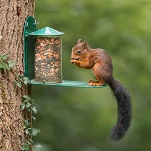 Metal Squirrel Feeder