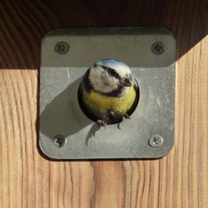 Nest Box Plate 32mm
