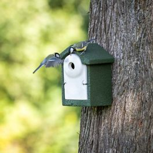 National Trust WoodStone® Nest Box 32mm - Green