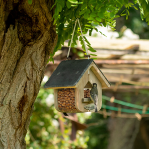 Jupiter Peanut Feeder + FREE Peanuts Starter Bundle