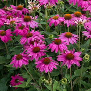 Echinacea 'PowWow Wild Berry'