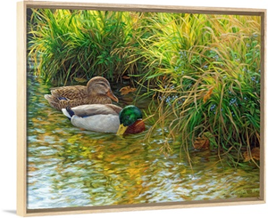 Tranquil Waters - Mallard Ducks