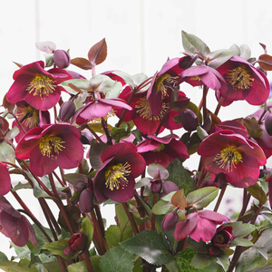 Hellebore 'Frost Kiss Anna's Red'