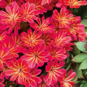 Lewisia 'Sunset Glow'