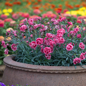 Dianthus 'Pinks Scent First Sugar Plum'