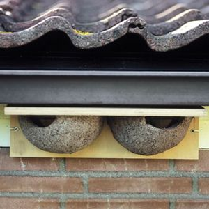 House Martin Nest Box Cups Plywood - Double