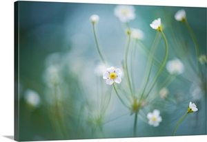 Rock Jasmine