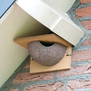 House Martin Nest Box Cup Plywood - Right