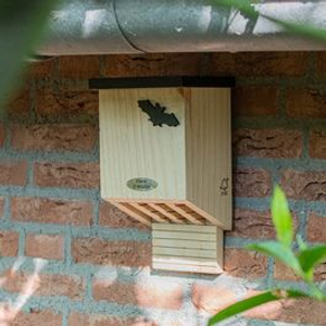 Bat Box Falkenstein