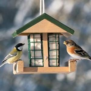 Pasadena Double Suet Block Feeder