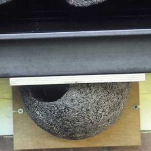 House Martin Nest Box Cup Plywood - Left