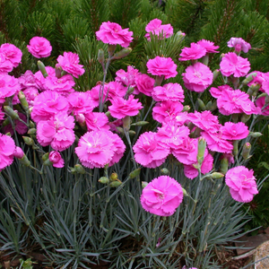 Dianthus 'Pinks Scent First Tickled Pink'