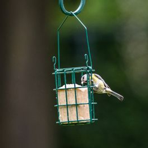 Suet Block Feeder + FREE Suet Block Starter Bundle