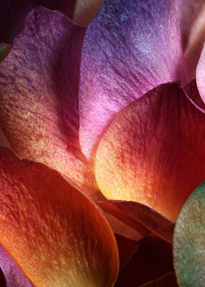 Petals on Skin