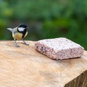 Box of 20 Suet Blocks with Forest Fruits