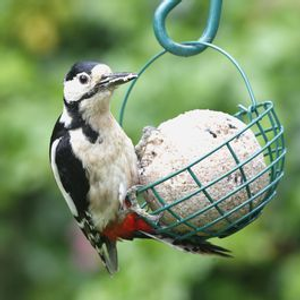 Giant Seed Fat Ball - Without Rope