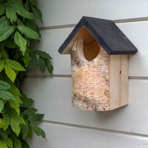 Kingston Open Birch Nest Box