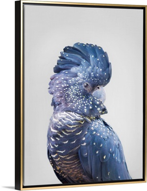 Black Cockatoo