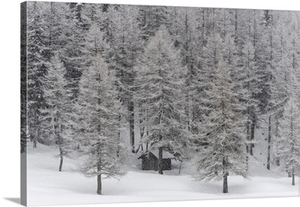 Winter Snow In Italian Alps, With Mountain Of Ponte Di Legno, Lombardy, Italy