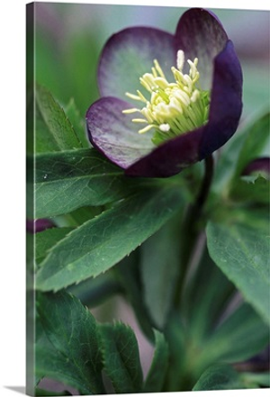 Helleborus purpurascens