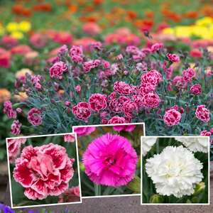 Dianthus Pinks Collection