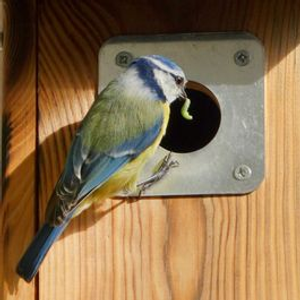 Nest Box Plate 28mm