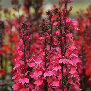Lobelia 'Starship Deep Rose'