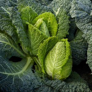 Cabbage 'Stelvio'
