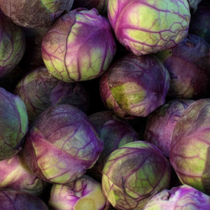 Brussels Sprout 'Red Darling'