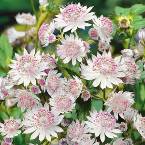 Astrantia 'Buckland'