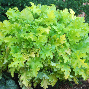 Heuchera Lime Marmalade | Garden Ready Perennial 9cm Pot