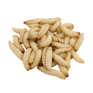 Waxworms for Birds