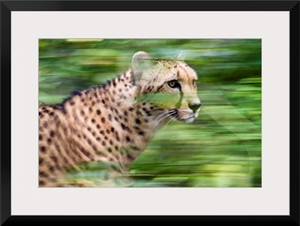Cheetah running, Africa