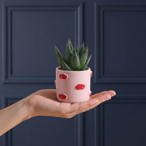 Succulent in Red Lips Pot