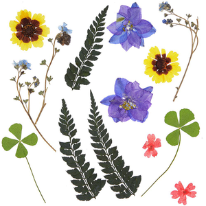 Gedroogde Geperste Bloemen