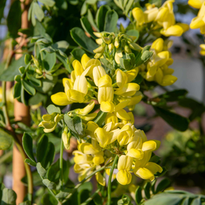 Coronilla 'Glauca Citrina'