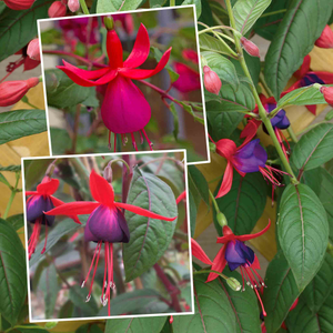 Fuchsia Climbing Collection
