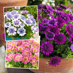 Osteospermum 'Dalina Double' Collection