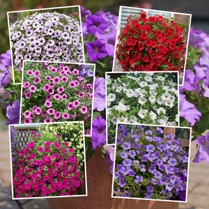 Petunia Surfinia Collection