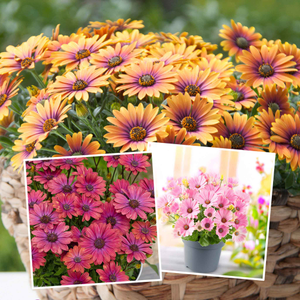 Osteospermum 'Single' Collection