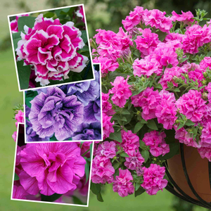 Petunia Tumbelina Collection